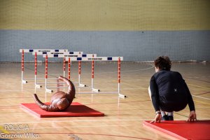 osoba wykonała przewrót w przód, obok manekin i płotki lekkoatletyczne