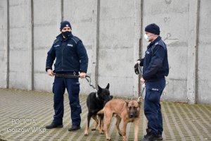 policyjni przewodnicy z psami
